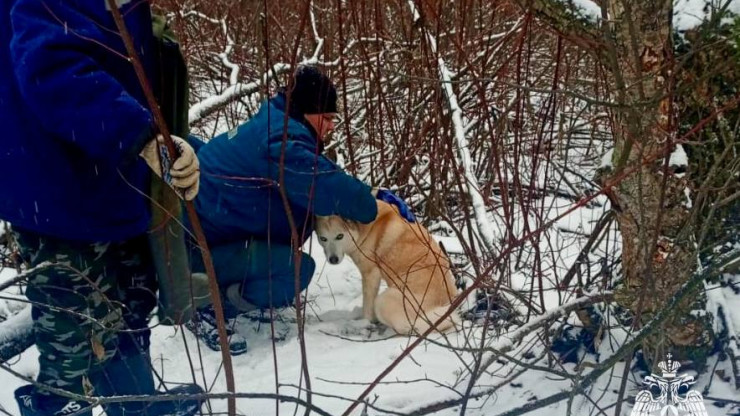 В Тверской области пожарные спасли из капкана собаку - новости ТИА